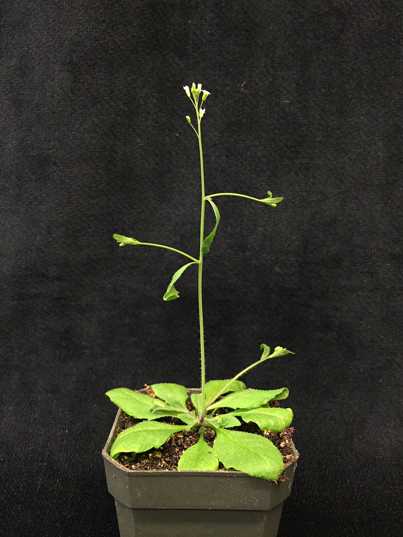 A flowering Arabidopsis plant growing in a small pot against a black background