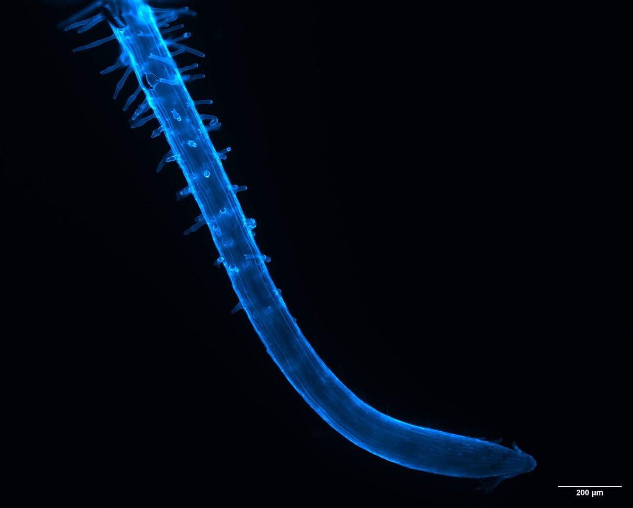 Blue confocal fluorescence image of an Arabidopsis root and its fine root hairs against a black background