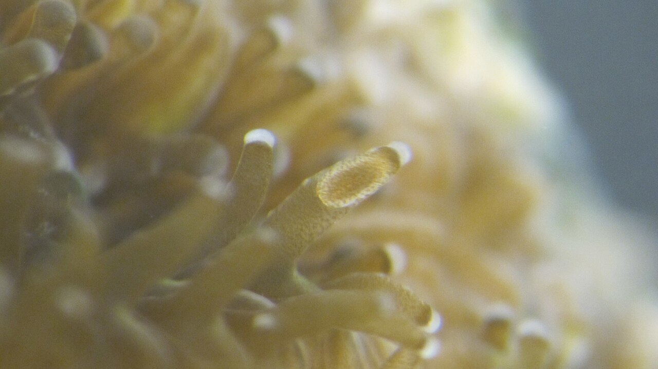 Close-up view of brooded coral larvae visible within the tentacles of Leptastrea purpurea coral