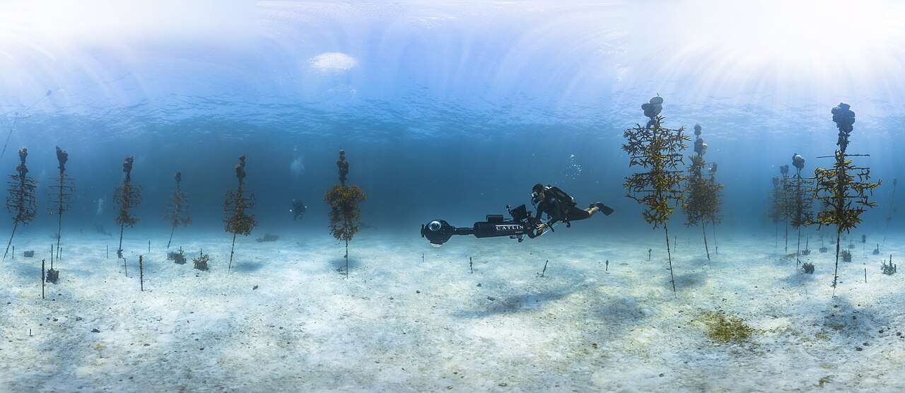 Diver moving through an underwater coral nursery with coral fragments suspended from tree-shaped structures