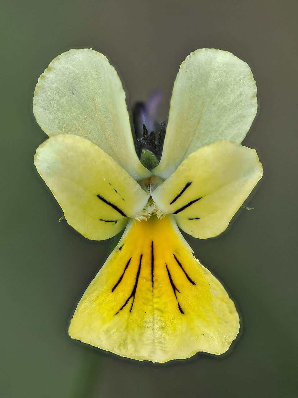 Close-up photograph of the yellow flower of Viola lutea subspecies calaminaria