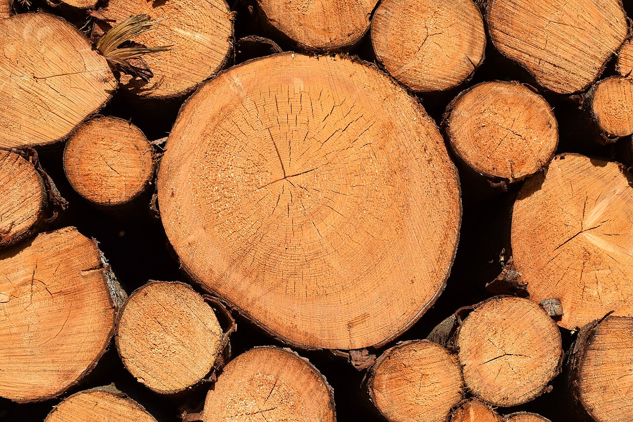 Freshly cut cross-sections of Scots pine logs showing bark, growth rings, and wide sapwood