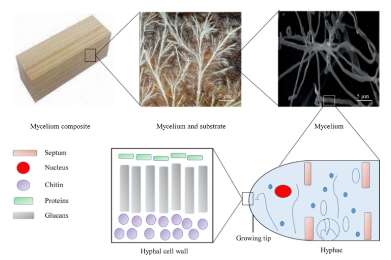 Scientific reference figure moving from a mycelium composite block to substrate, microscopic hyphae, and a labeled hyphal cell wall
